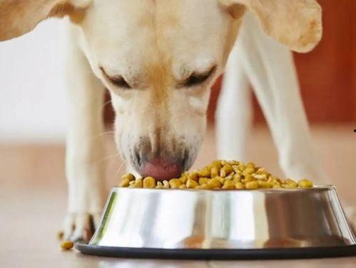 娱乐吃瓜养狗视频在线观看,在线观看乐翻天!